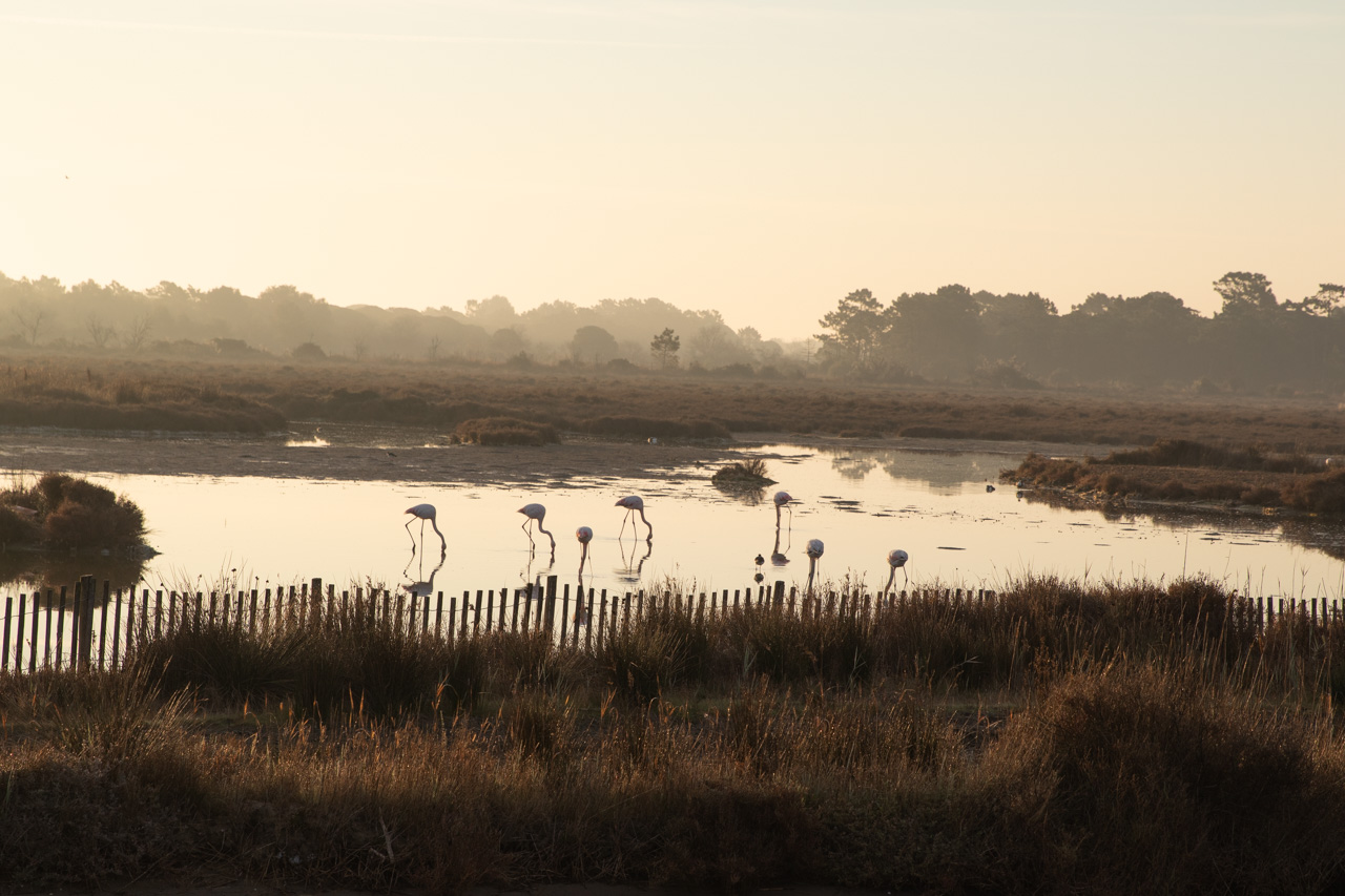 Zeitgeist-Living-Early-Morning-Flamingos