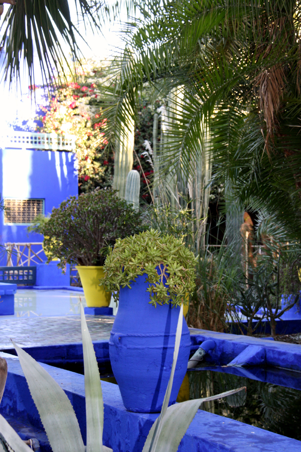 Blauer Blumenkübel mit Sukkulenten im Jardin Majorelle in Marrakesch 2016