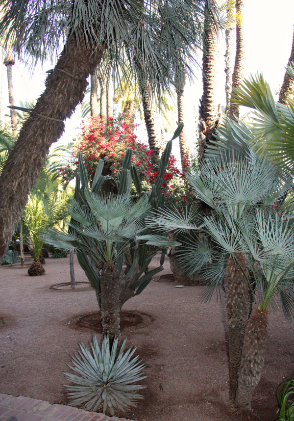 Kakteenbeet mit Blick auf blaues Haus im Jardin Majorelle in Marrakesch 2016