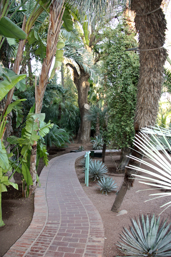Gartenweg mit hohen Kakteen und Palmen im Jardin Majorelle in Marrakesch 2016