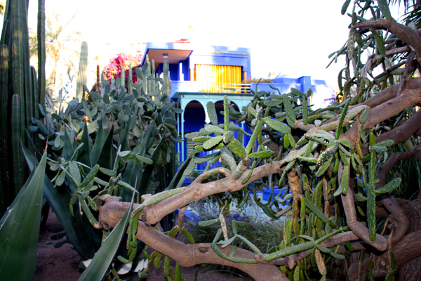 Blaues Haus hinter Kakteen im Jardin Majorelle in Marrakesch 2016