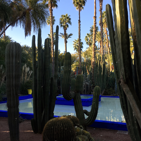Wasserbecken mit Kakteen und Palmen im Jardin Majorelle in Marrakesch 2016